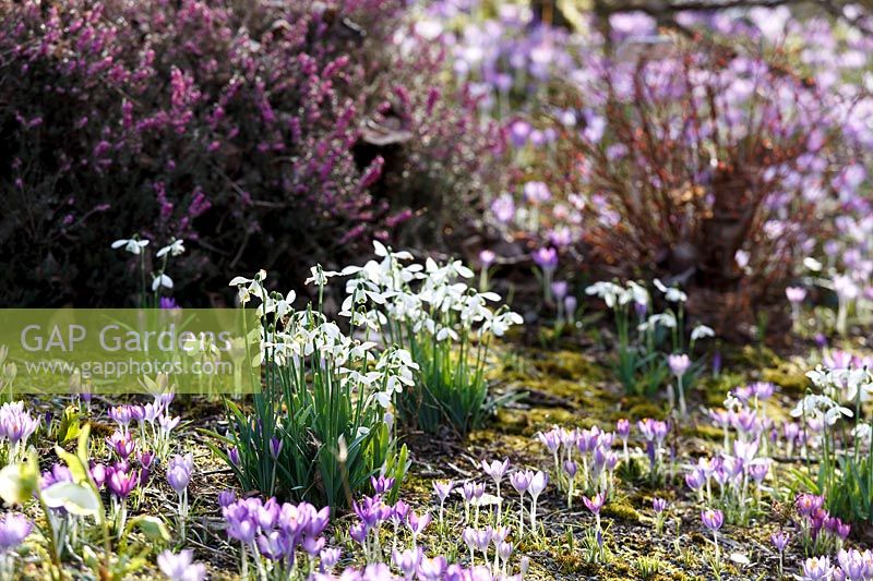 Perce-neige au printemps parterres de fleurs à la Garden House, Buckland Monachorum, Devon, UK.