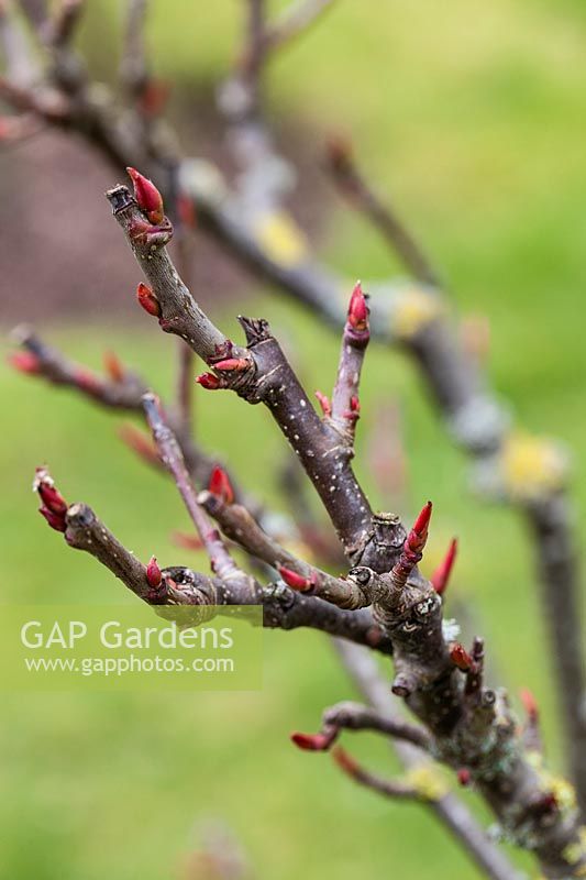 Bourgeons foliaires sur Sorbus discolor.