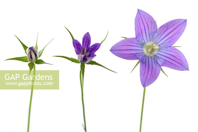 Campanula ramosissima 'Meteora' - Bellflower - Trois fleurs à différents stades d'ouverture