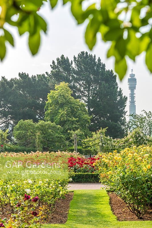 Une vue du Queen Mary's Rosa Garden, Regents Park, Londres