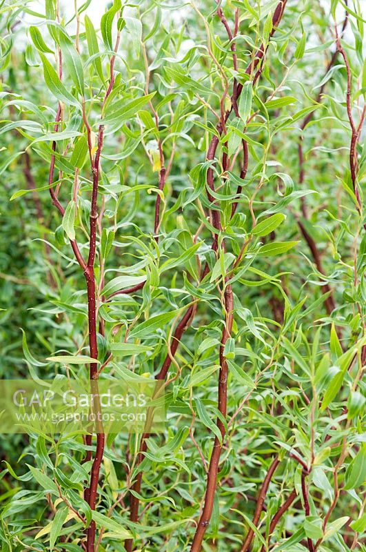 Boucles Salix Scarlet - 'Scarcuzam'