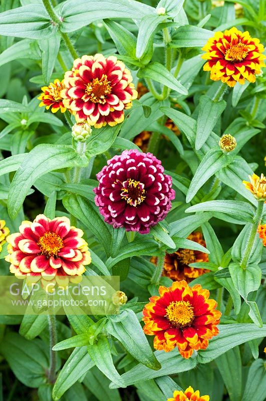 Zinnia haageana 'Coucher de soleil aztèque'