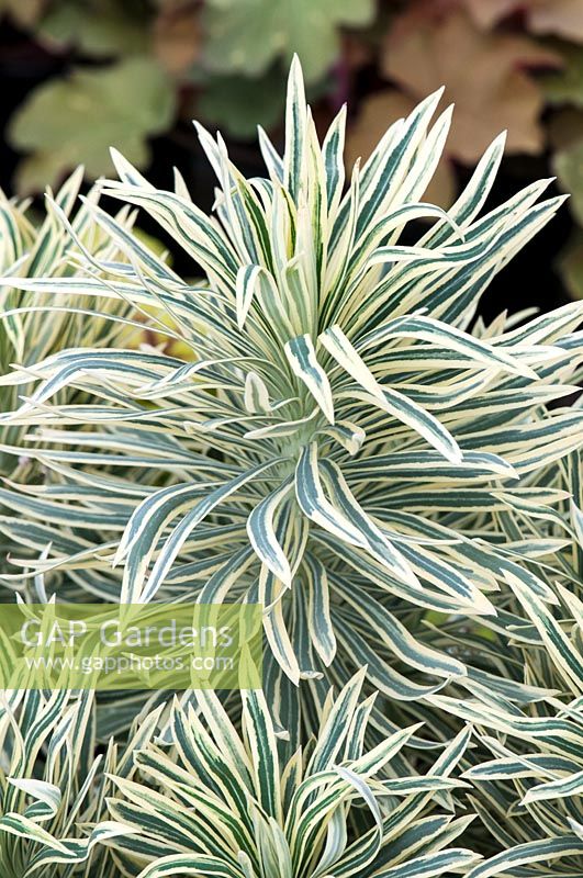 Euphorbia characias 'Tigre de Tasmanie' - euphorbe