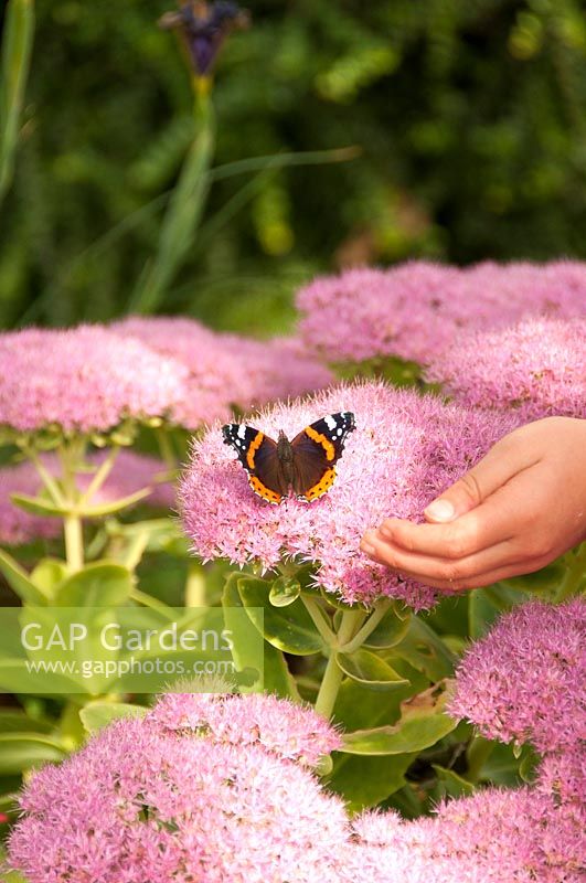 Un Aglais urticae - petit papillon écaille - sur les fleurs de Sedum.