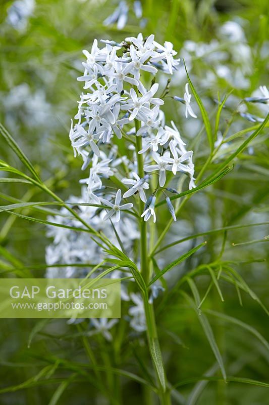 Amsonia hubrichtii - l'étoile bleue de Hubricht