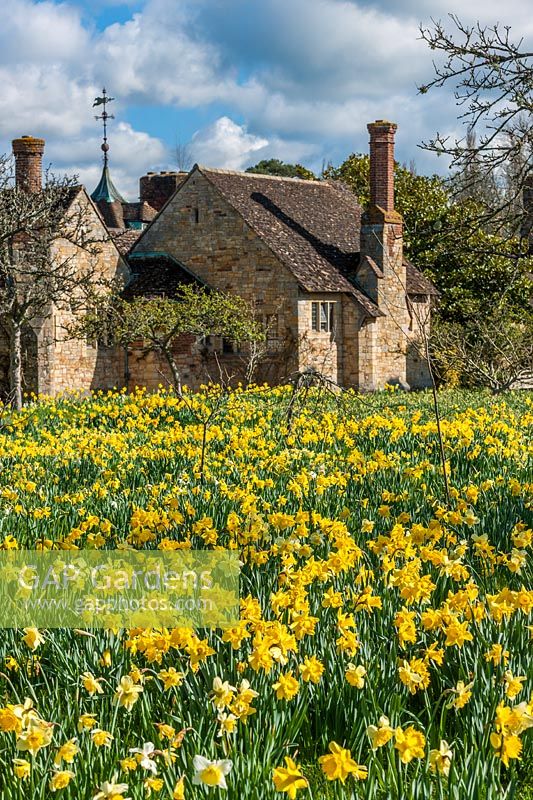 Narcisse mixte - jonquilles - à Hever Castle, Kent.