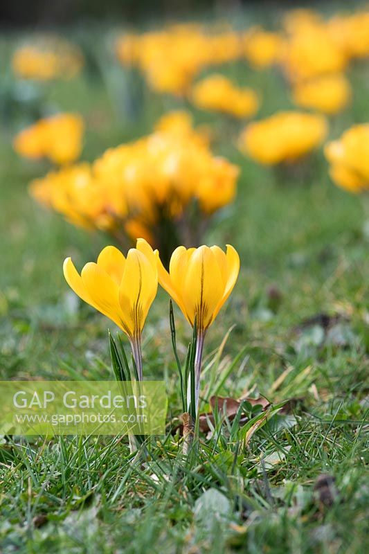 Crocus Vernus 'Mammouth jaune', Oxfordshire