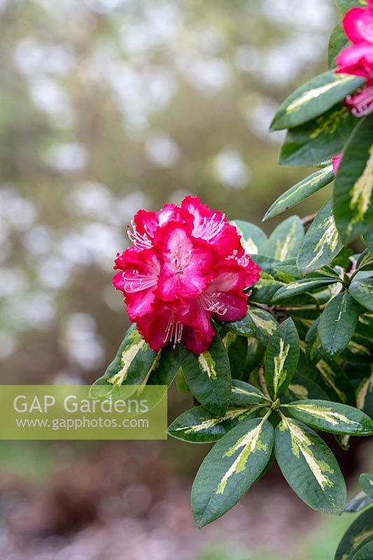 Rhododendron 'Président roosevelt'