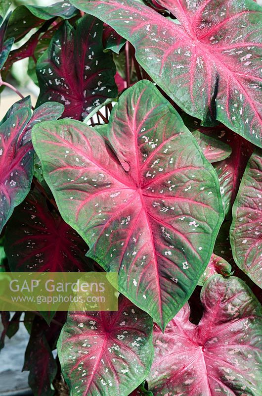 Caladium 'Red Flash'