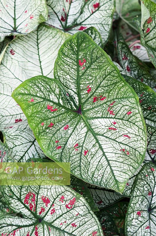 Caladium 'Strawberry Star'