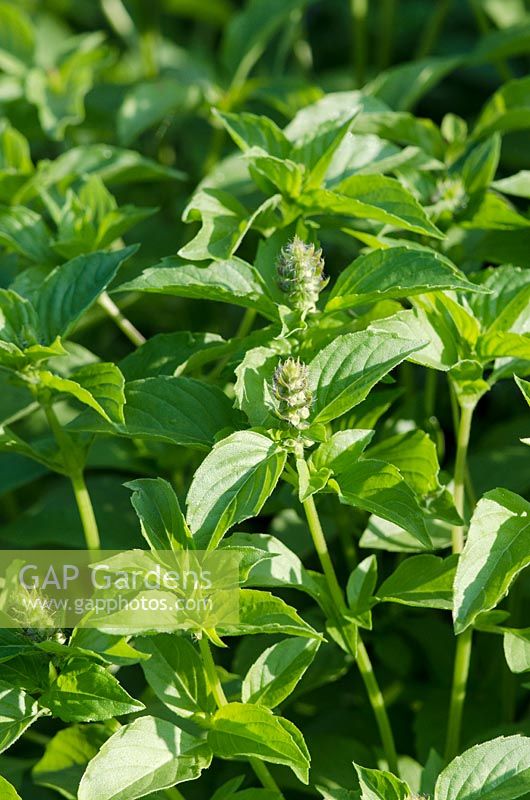 Ocimum basilicum 'Mme Burns Famous Lemon'