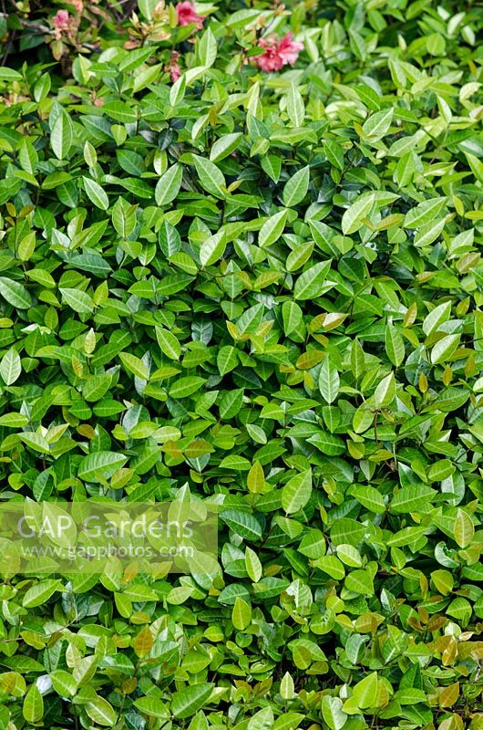 Trachelospermum asiaticum - Jasmin asiatique
