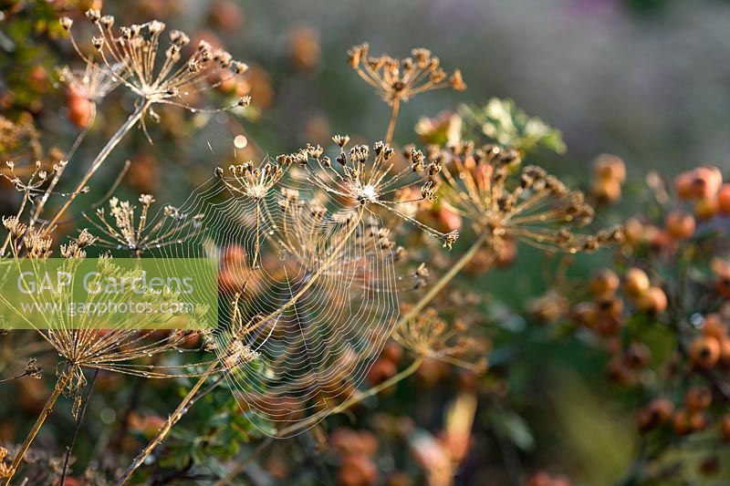 Une vue de la toile d'araignée d'une araignée prise entre les têtes de graines de fenouil séchées.