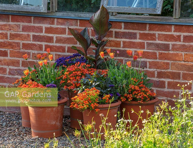 Pots de Salvia, Nemesia, Arctotis, Helitrope et Canna.