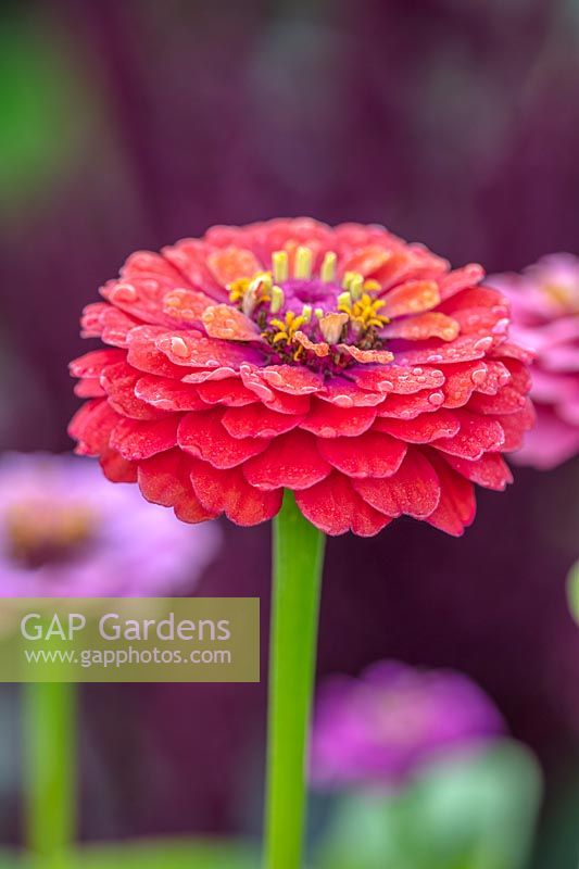 Zinnia 'Elegans' 'Sprite'