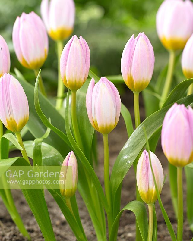 Tulipa bakeri 'Lilac Wonder'