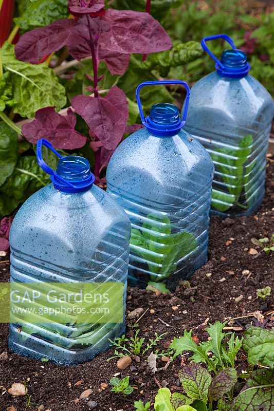 Les bouteilles en plastique sont réutilisées sous forme de cloches pour protéger les cultures.