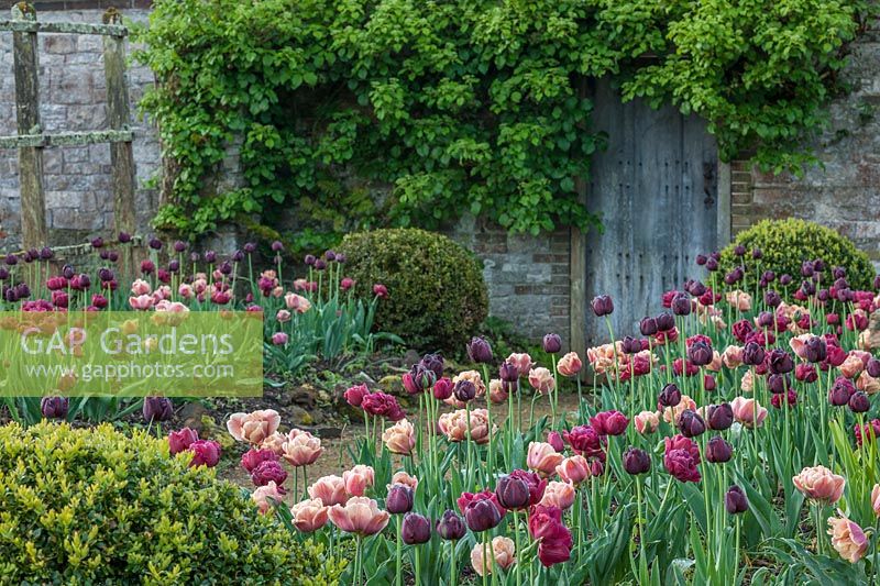 Vue de parterres de tulipes mixtes à Parham House and Gardens dans le Sussex, UK.