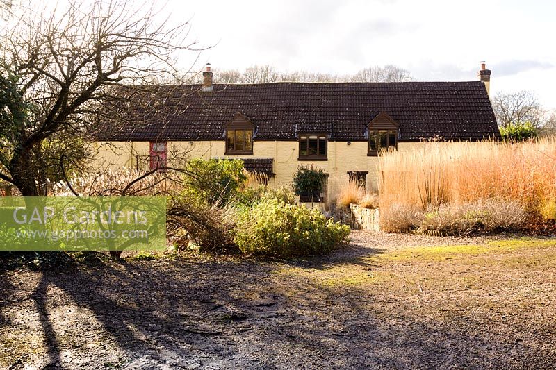 Tiges blanchies de Calamagrostis à Barn House, Gloucestershire