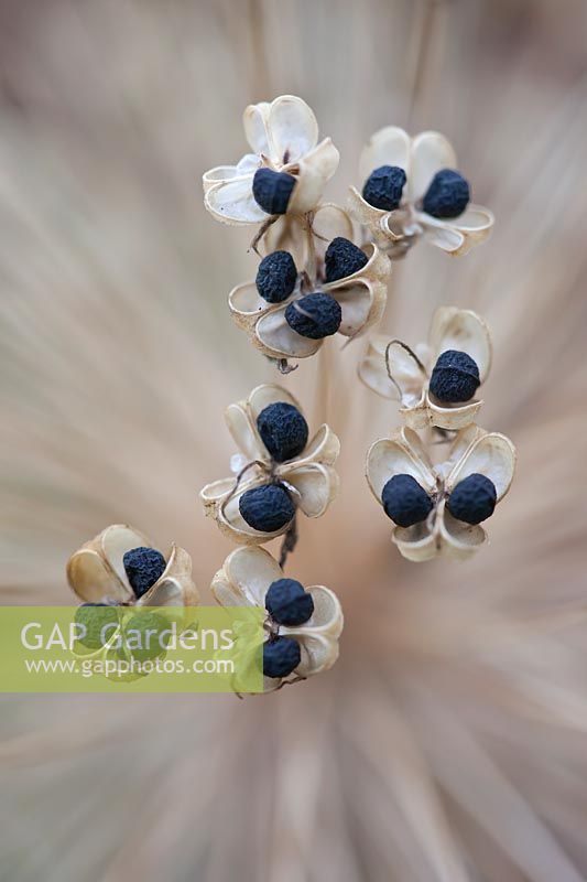 Allium hollandicum 'Purple Sensation' - Vue rapprochée d'une tête de graine séchée montrant des graines individuelles dans des caisses ouvertes.
