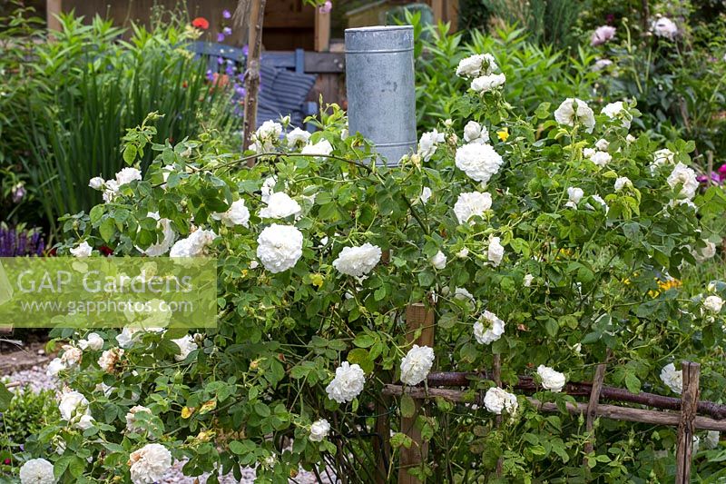 Rosa 'Félicité Parmentier'