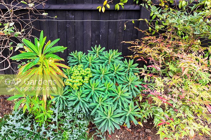 Euphorbia millifera poussant dans un parterre de fleurs mélangé à côté de Nandina - bambou paradisiaque.