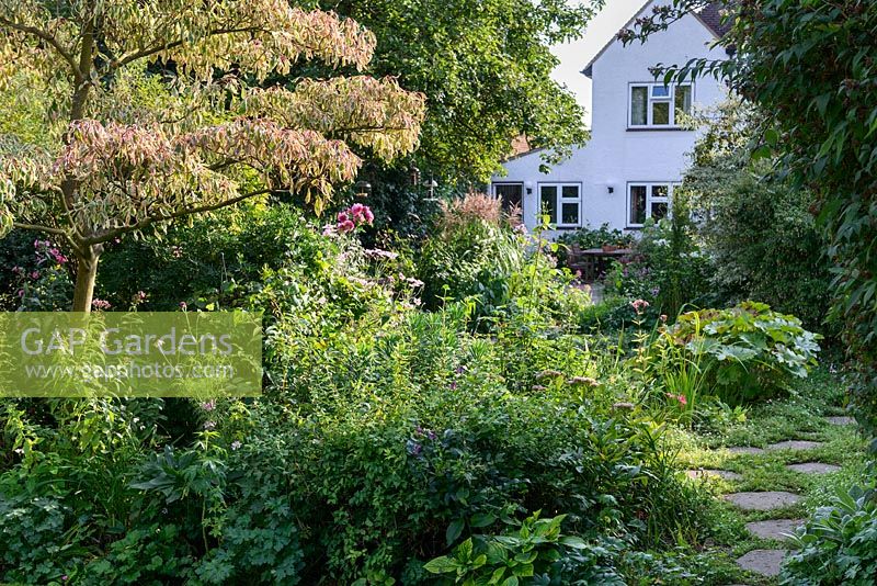 Vue sur maison sur parterres mixtes - NGS Garden, St Stephens Avenue, St Albans, Hertfordshire, Royaume-Uni.