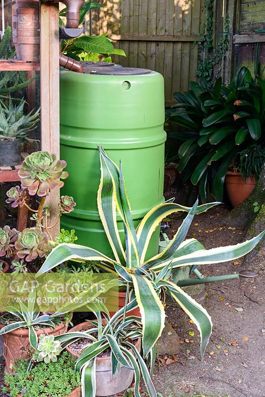 Vue d'un talon d'eau en plastique vert pour recueillir l'eau de pluie, entouré de cactus en pot et de plantes succulentes.