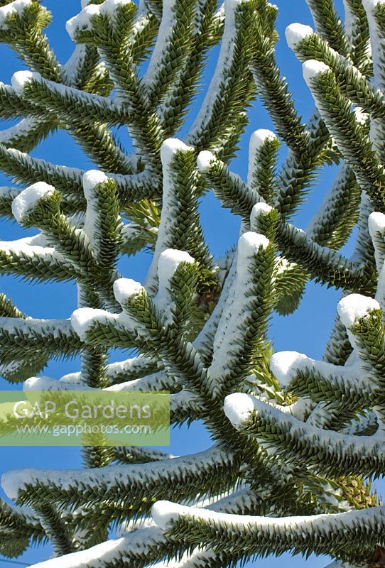 Araucaria araucana - Arbre de puzzle de singe dans la neige.