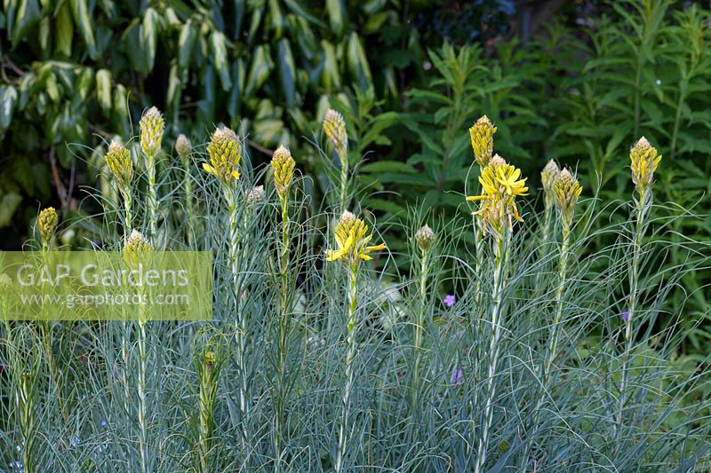 Asphodeline lutea - asphodèle