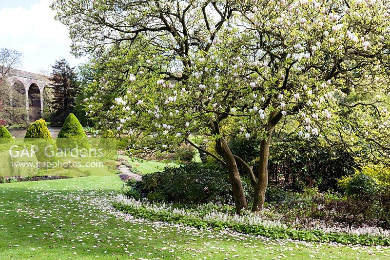Parterre de fleurs à la fin du printemps avec Magnolia en fleur à Kilver Court Gardens, Shepton Mallet, Somerset.
