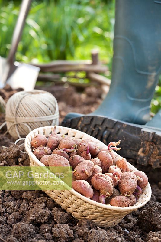 Panier de pommes de terre en morceaux prêt pour la plantation