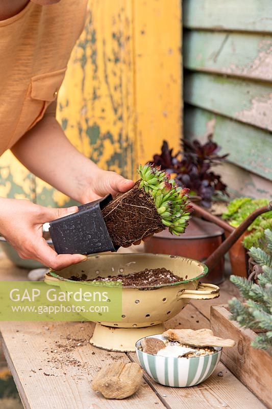 Planter un succulent Sempervivum dans une jardinière faite à partir d'une passoire