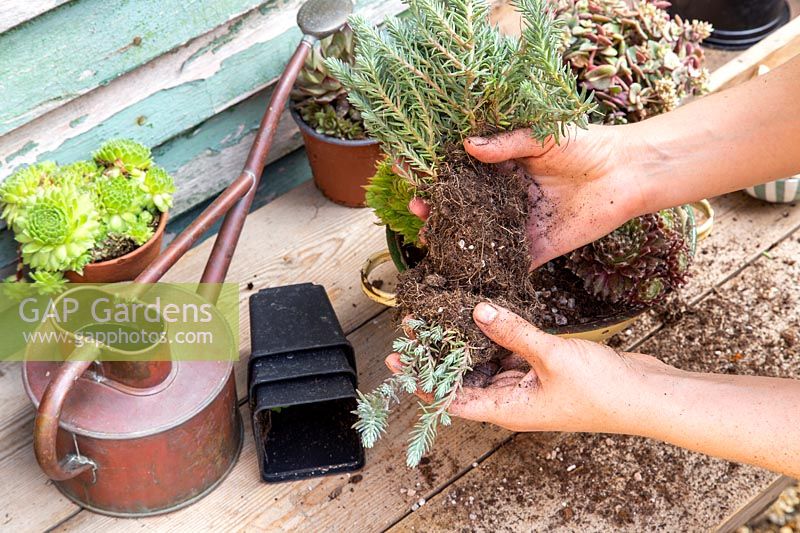 Gros plan de la séparation d'un grand succulent, Sedum rupestre, prêt pour la plantation