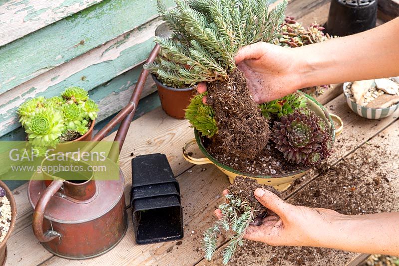 Séparer les gros succulents, Sedum rupestre, prêts à être plantés