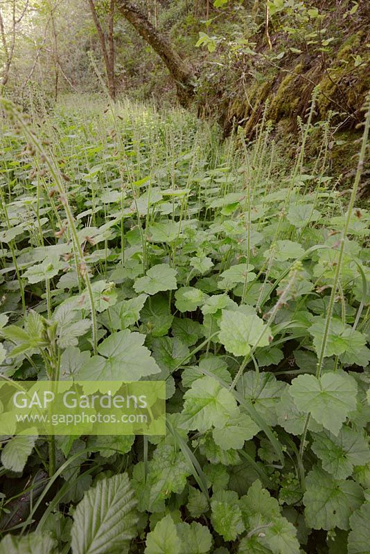 Tolmiea menziesii, Pick a Back ou Piggyback plant riverbank, Pays de Galles, Royaume-Uni.