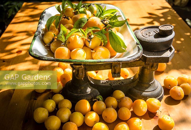 Un kilo de prunes 'Golden Japan' sur une balance