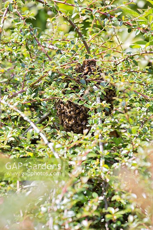 Essaim d'abeilles regroupées dans la brousse de Cotoneaster