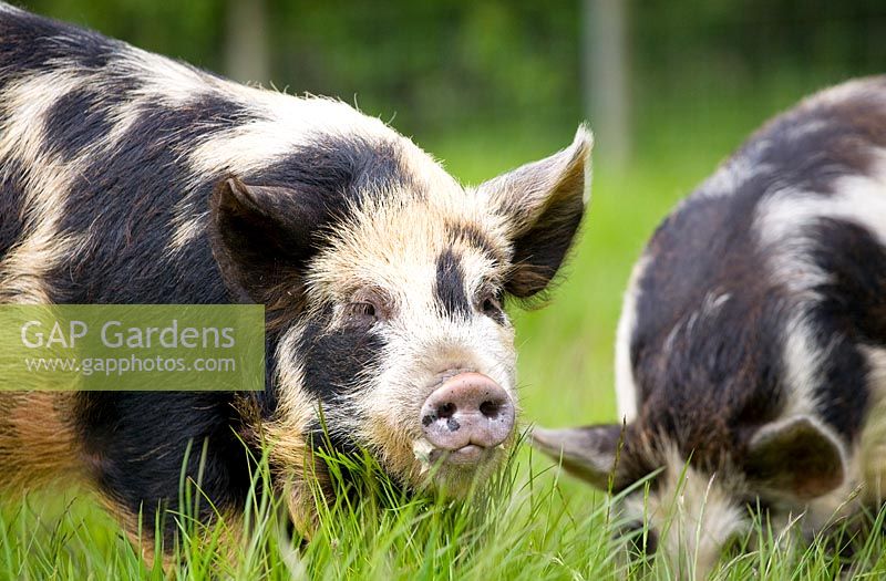 Porcs Kunekune - originaire de Nouvelle-Zélande, East Lothian, Ecosse, Royaume-Uni