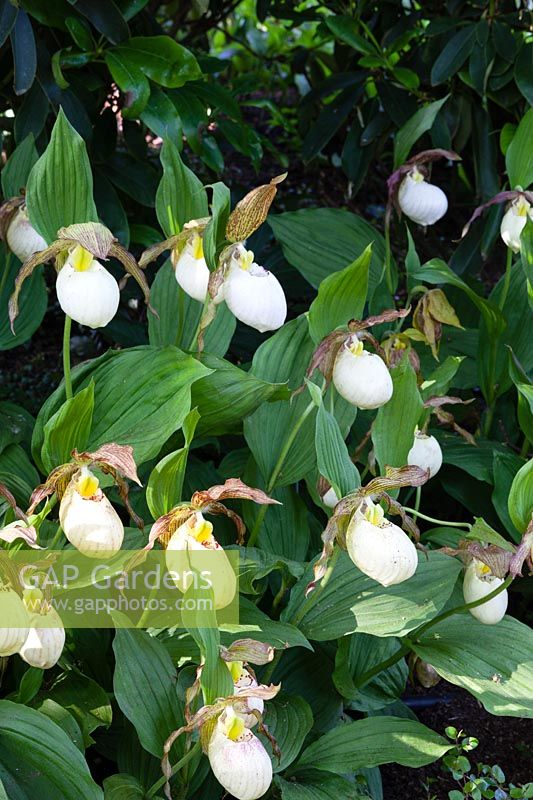 Cypripedium Gabriela gx 'Kentucky maxi'