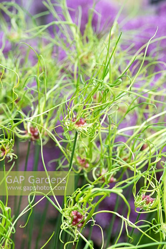 Allium vineale 'Dready' - Oignon ornemental
