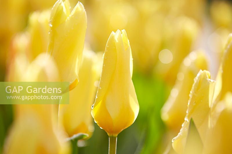 Tulipa 'impératrice jaune'