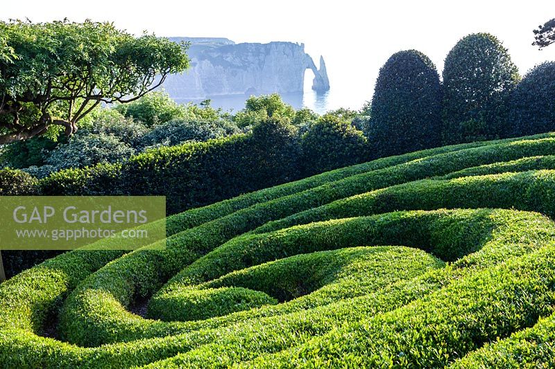 Phillyrea angustifolia sculpté en spirale dans Le Jardin Elements. Les Jardins D ' etretat, Normandie, France.