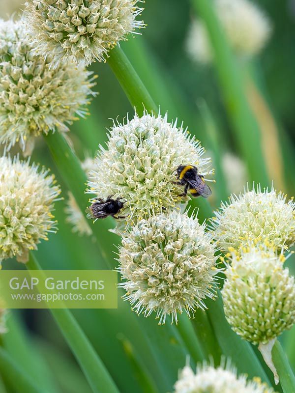 Bumble Bees sur Allium fistulosum - Oignon gallois