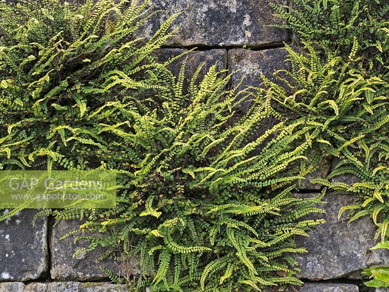 Asplenium trichomanes - spleenwort maidenhair