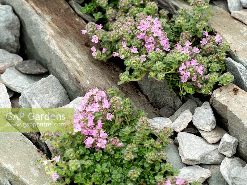 Thymus serpyllum 'Elfin' poussant parmi l'ardoise