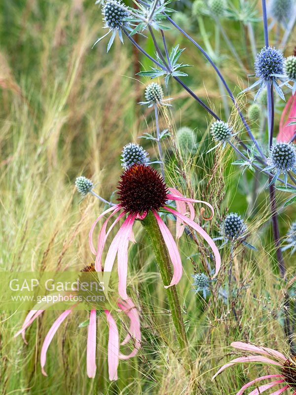 Combinaison herbacée comprenant Echinacea pallida, Eryngium planum 'Blaukappe' et Stipa tenuissima