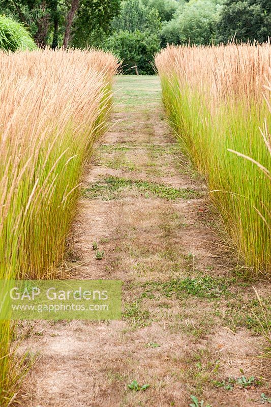 Chemin d'herbe entre les blocs de Calamagrostis x acutiflora 'Karl Foerster' à Bury Court Gardens, Hampshire, Royaume-Uni.