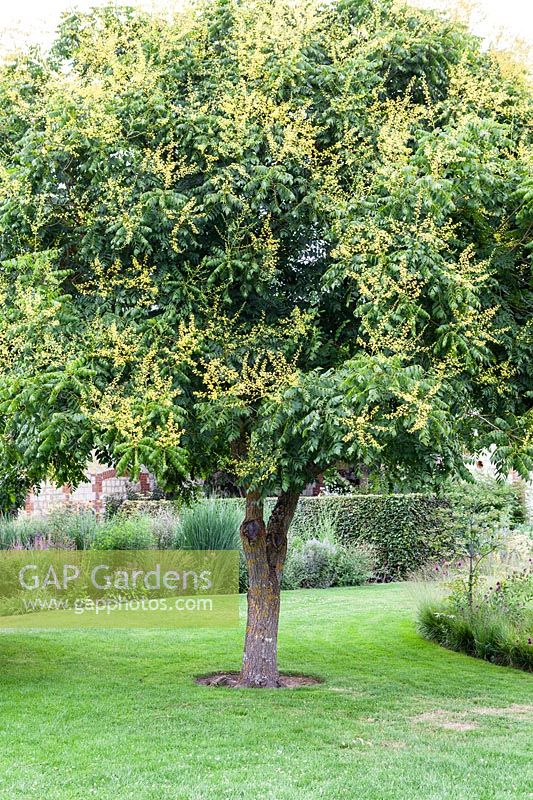 Koelreuteria paniculata - fierté de l'Inde - à Bury Court Gardens, Hampshire, Royaume-Uni.