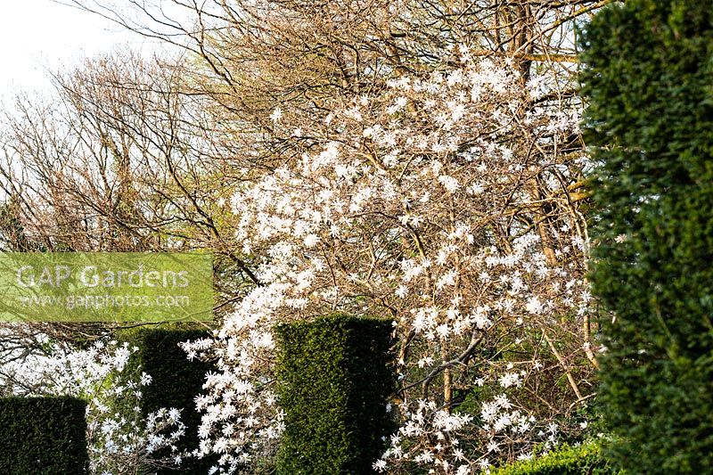 La floraison de Magnolia stellata surplombe les colonnes de Taxus baccata - if - à Veddw House Garden, Monmouthshire, UK.